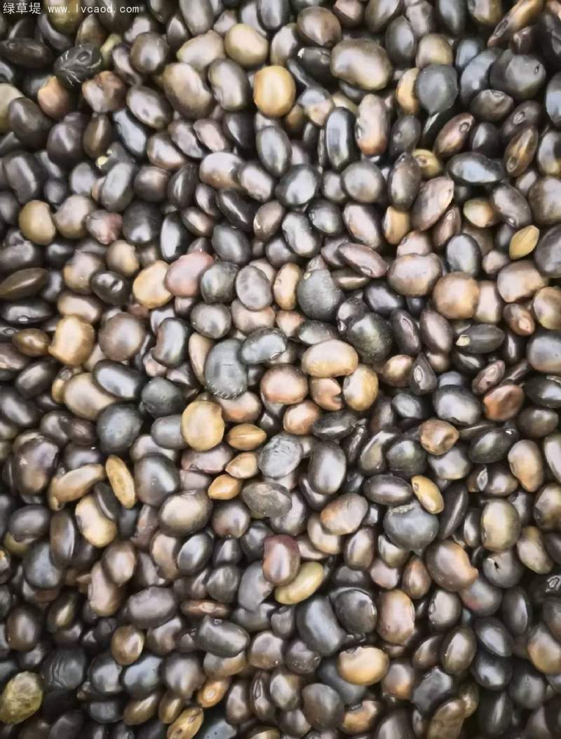 國(guó)槐種子 國(guó)槐種子