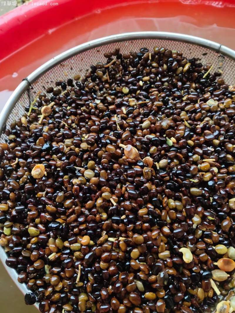 國(guó)槐種子 國(guó)槐種子