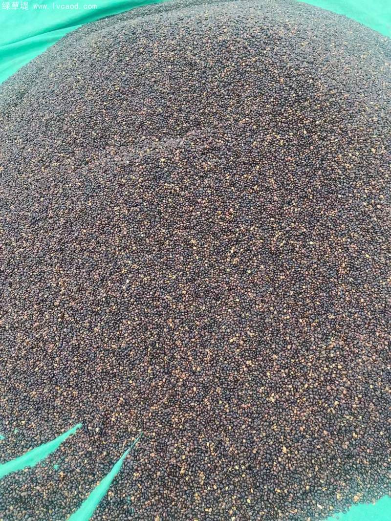 國(guó)槐種子 國(guó)槐種子