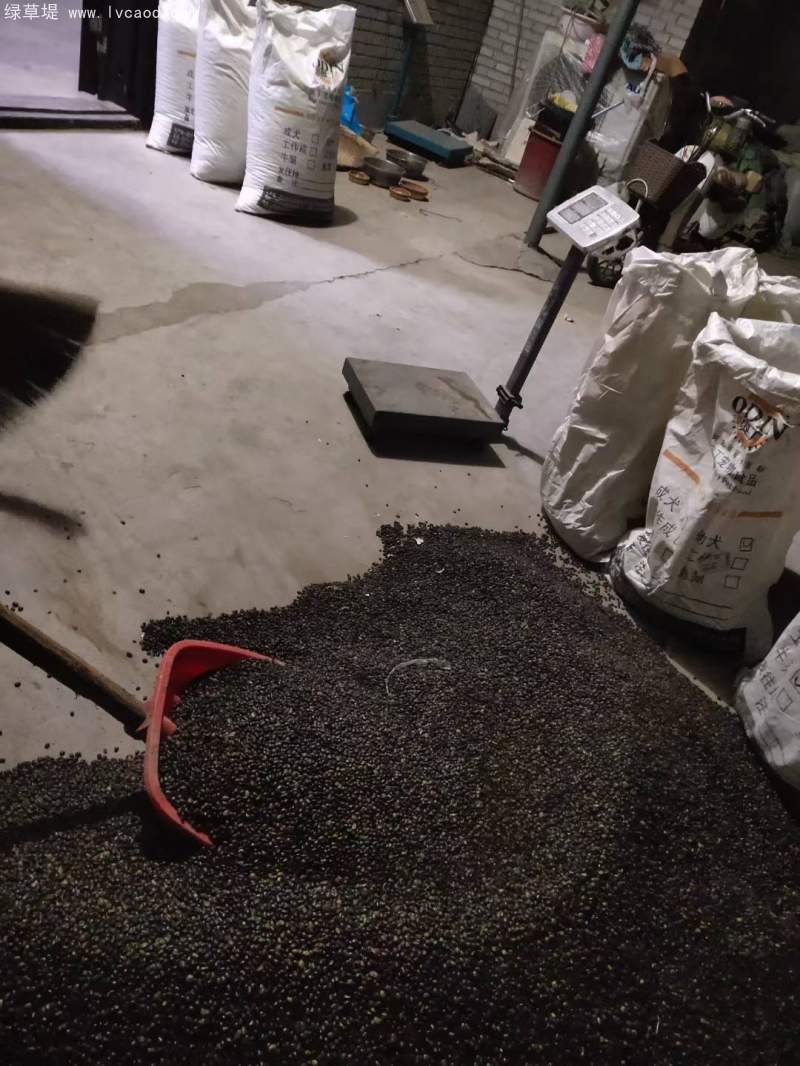 國(guó)槐種子 國(guó)槐種子