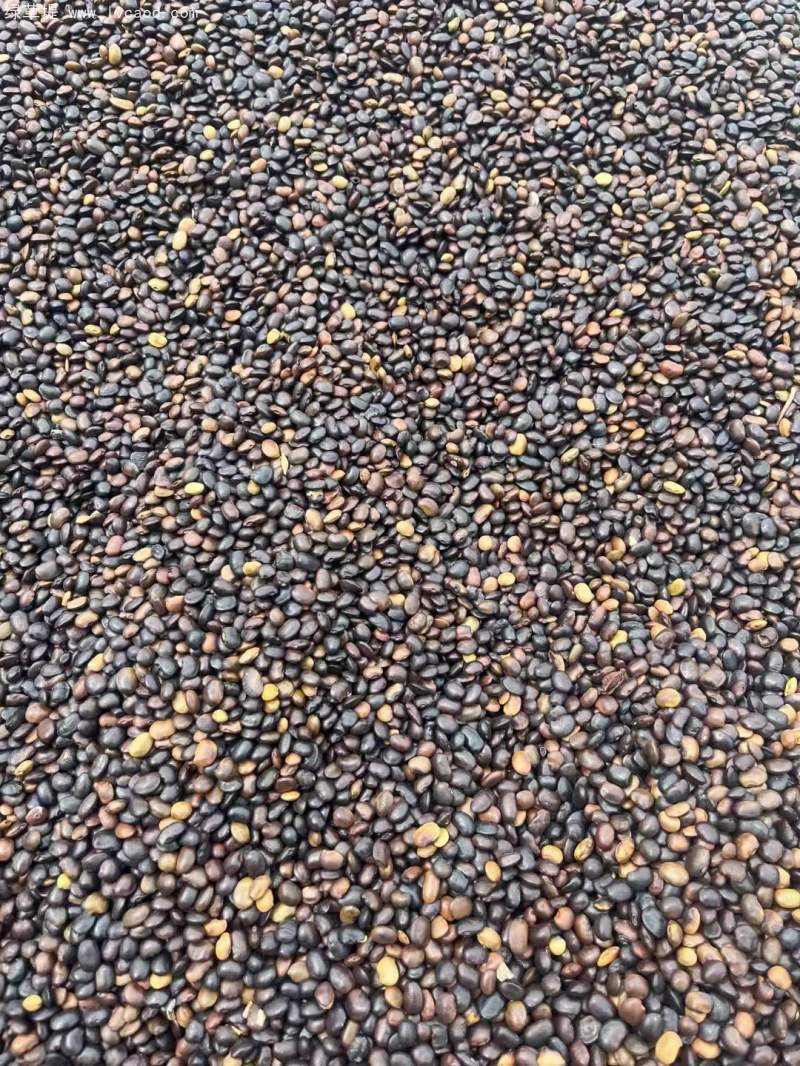 國(guó)槐種子 國(guó)槐種子