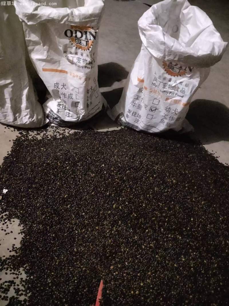 國(guó)槐種子 國(guó)槐種子