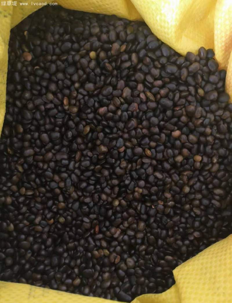 國(guó)槐種子 國(guó)槐種子