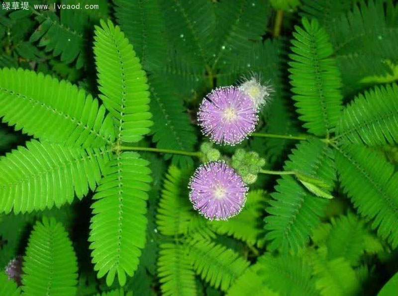 含羞草葉子花朵