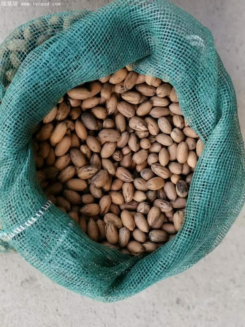 核桃種子 核桃種子