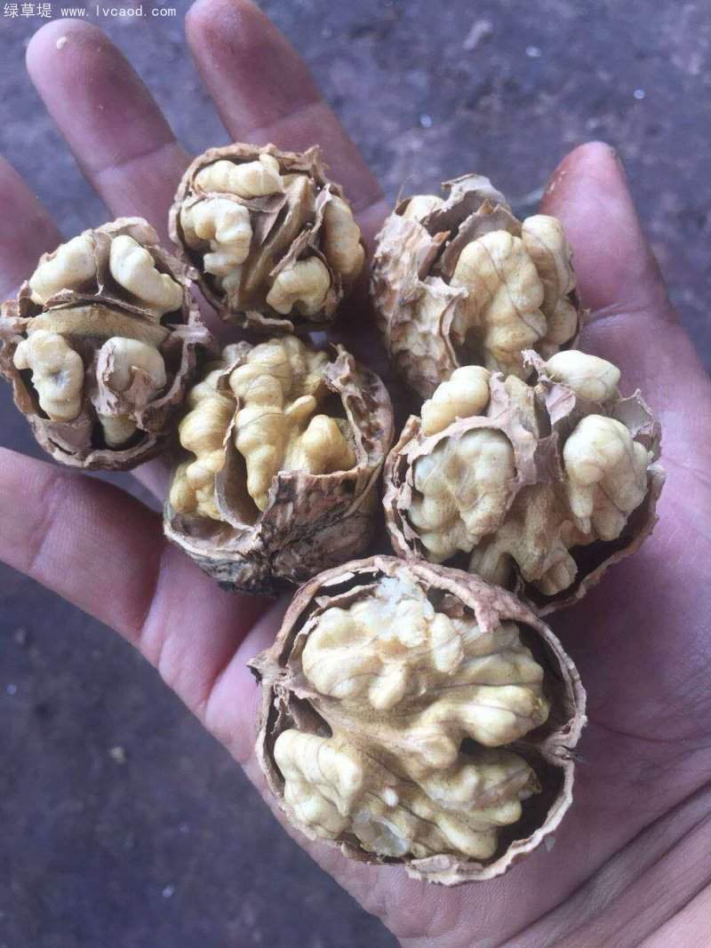 核桃種子 核桃種子