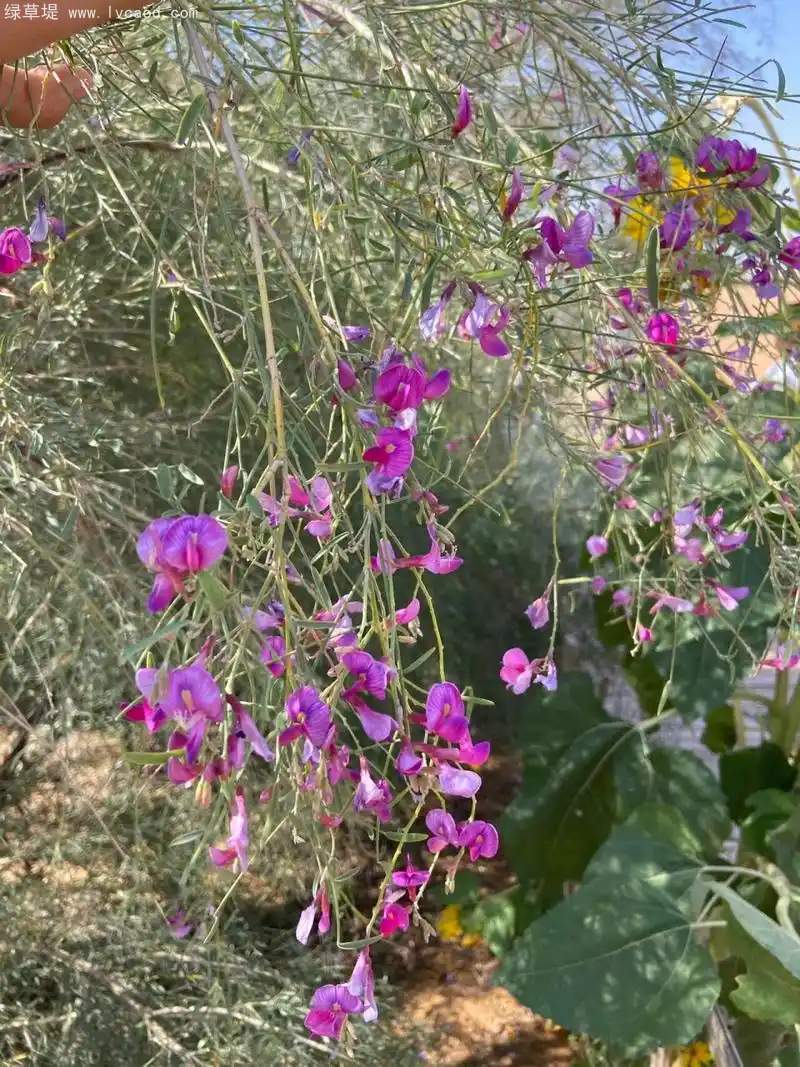 花棒花朵樹(shù)葉