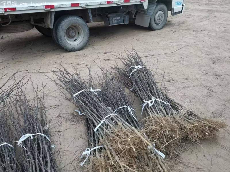 花椒苗花椒樹苗