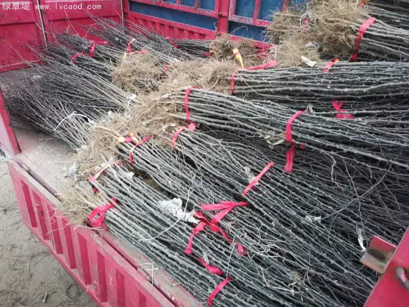 花椒苗花椒樹苗