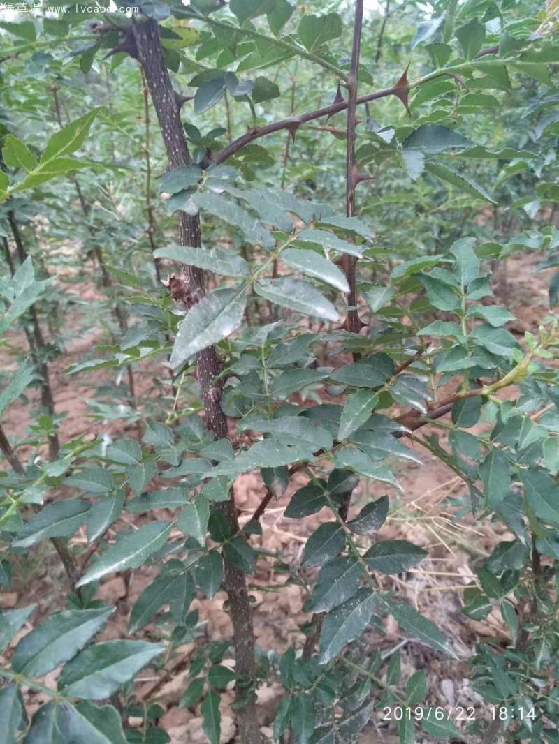 花椒苗花椒樹苗