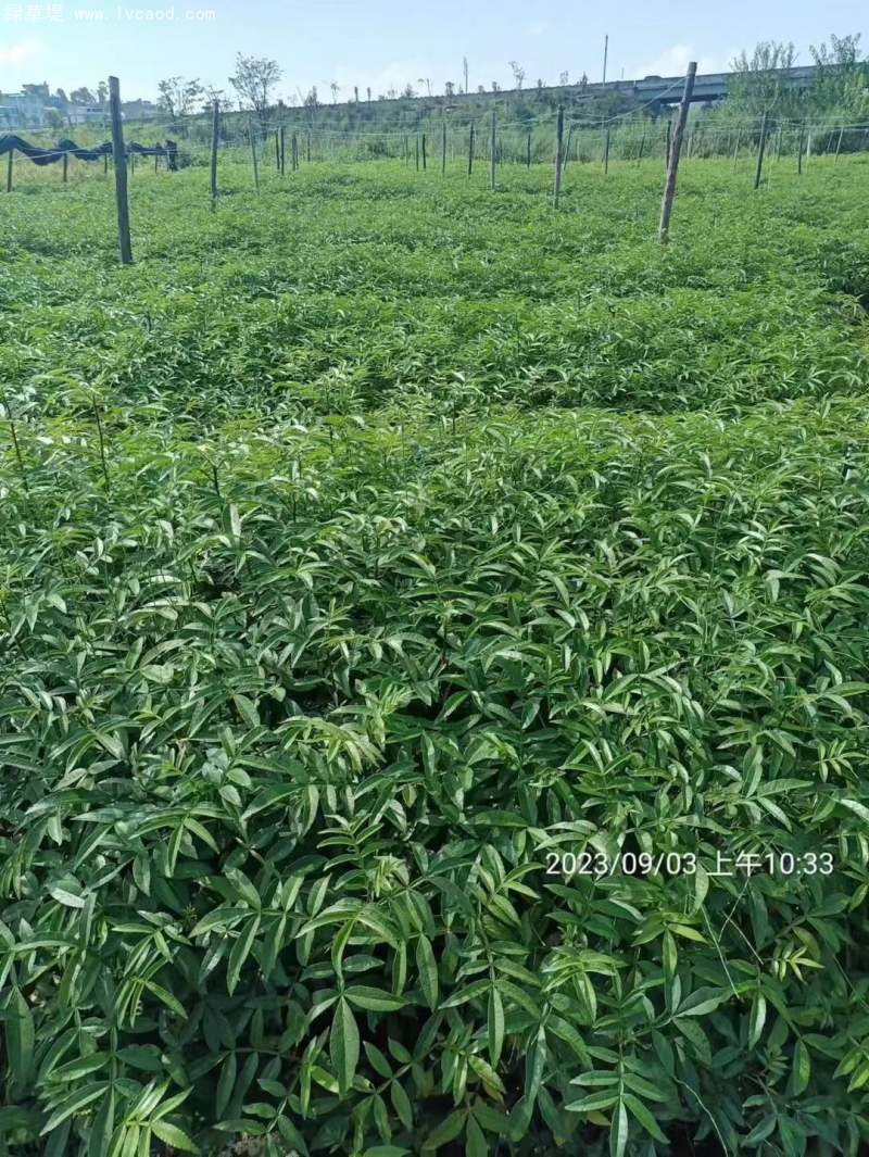 花椒苗花椒樹苗