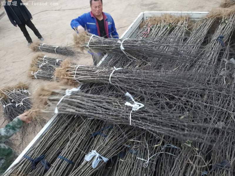 花椒苗花椒樹苗