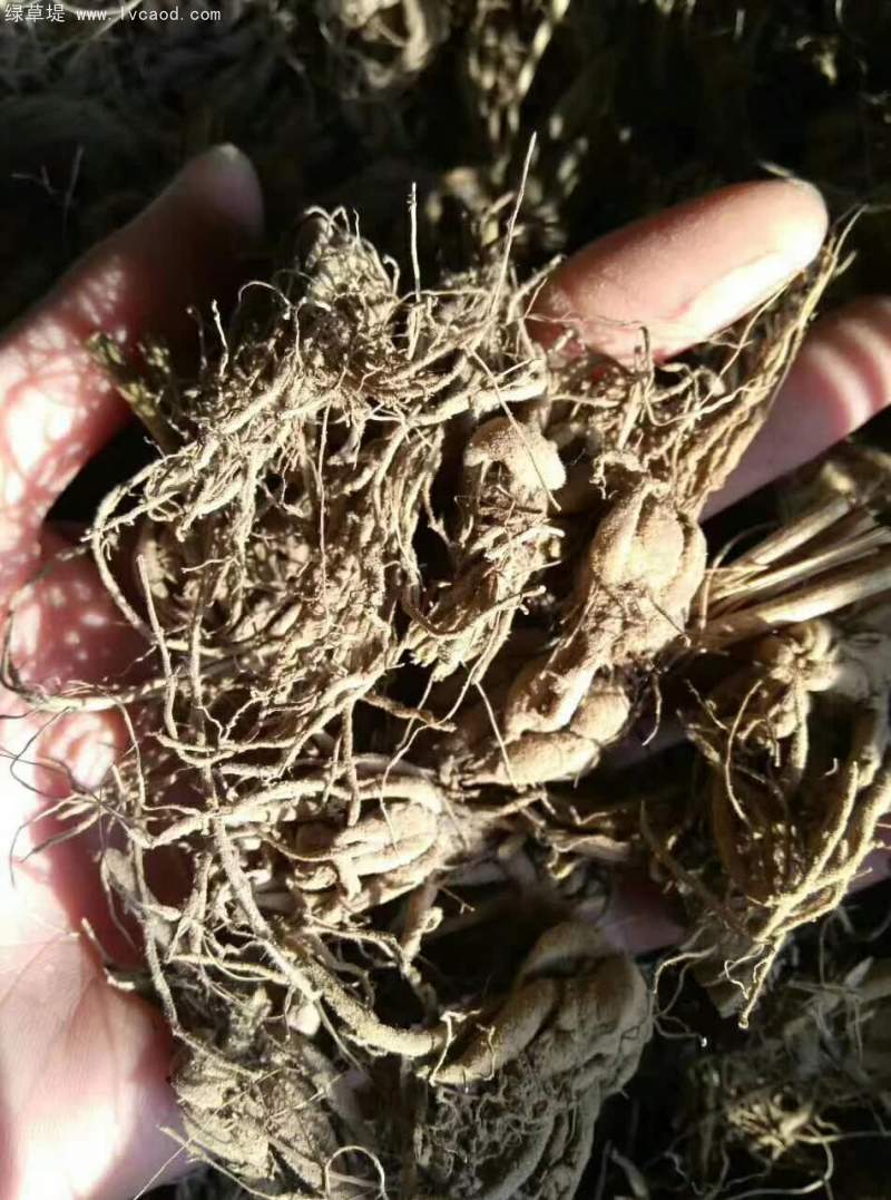 花毛茛種球種根