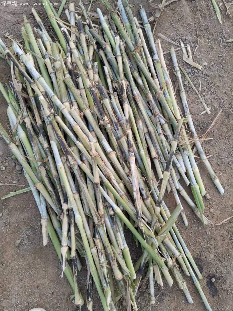 當(dāng)天現(xiàn)砍皇竹草種節(jié) 當(dāng)天現(xiàn)砍皇竹草種節(jié)