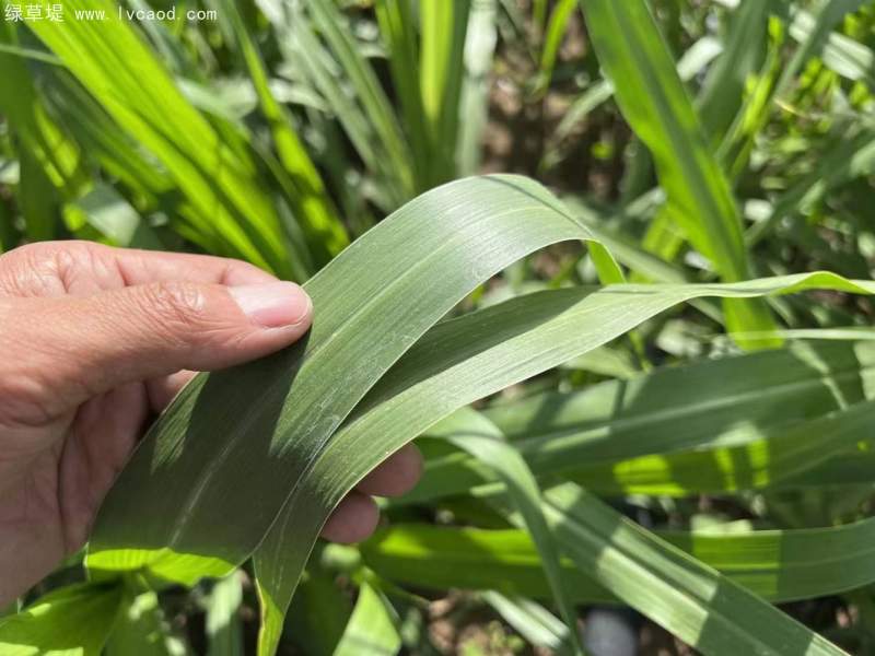 皇竹草葉片 皇竹草葉片