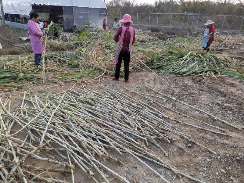 當(dāng)天現(xiàn)砍皇竹草種節(jié) 當(dāng)天現(xiàn)砍皇竹草種節(jié)