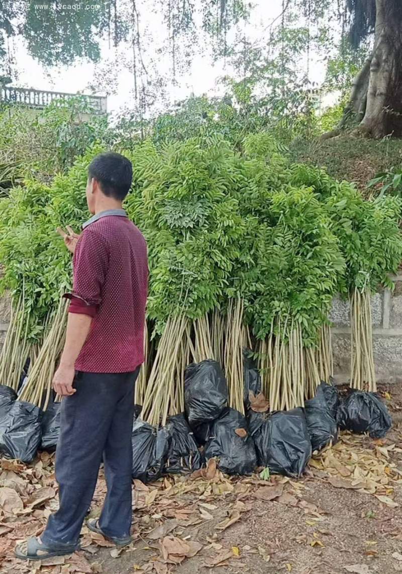 黃花梨樹苗 黃花梨樹苗