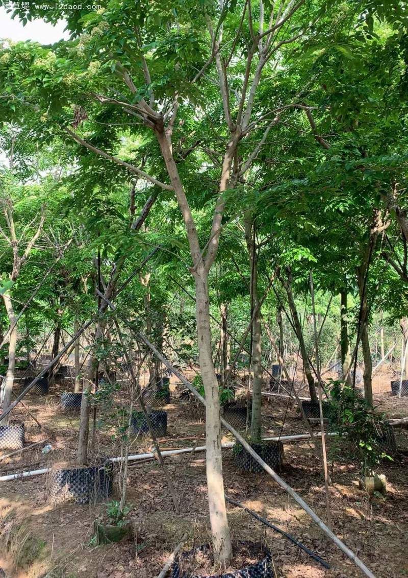 黃花梨樹苗 黃花梨樹苗