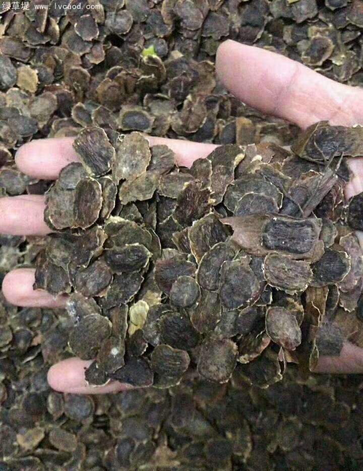 黃花梨種子 黃花梨種子