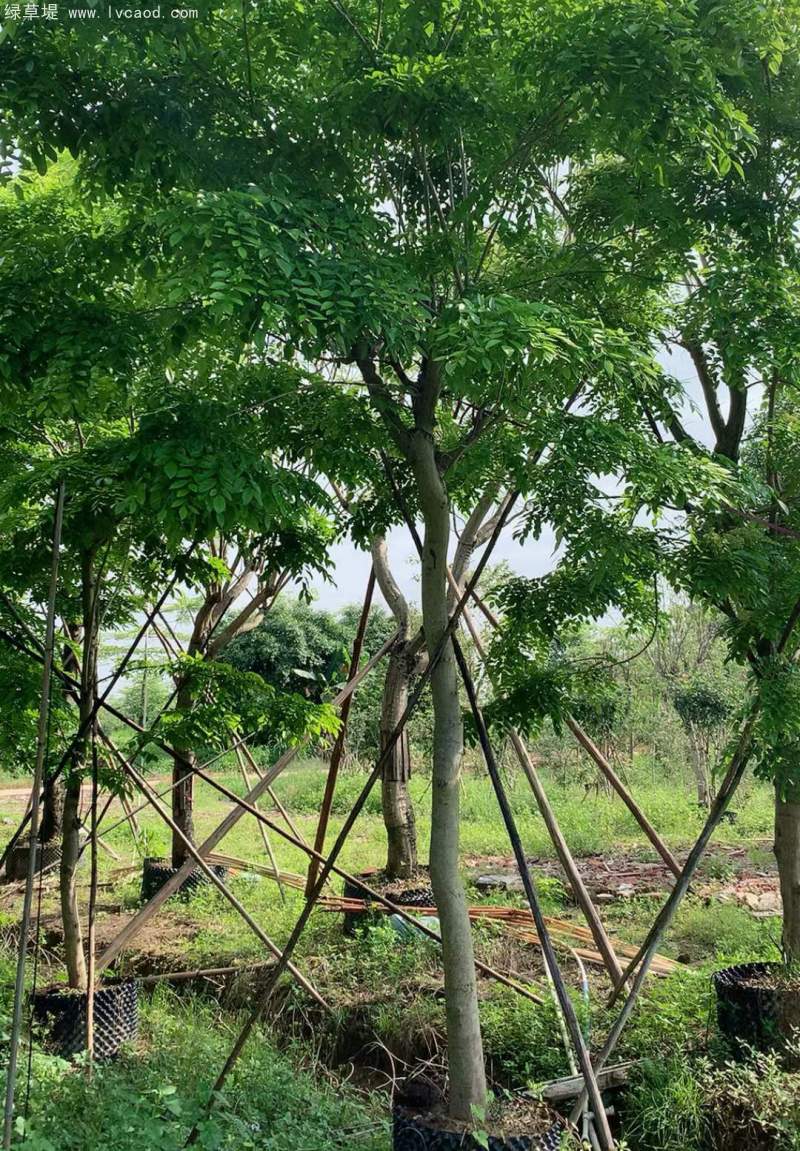 黃花梨樹苗 黃花梨樹苗