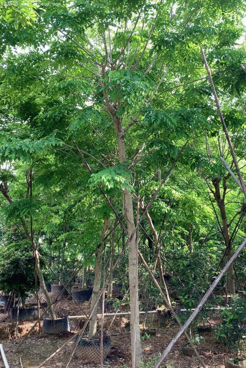 黃花梨樹苗 黃花梨樹苗