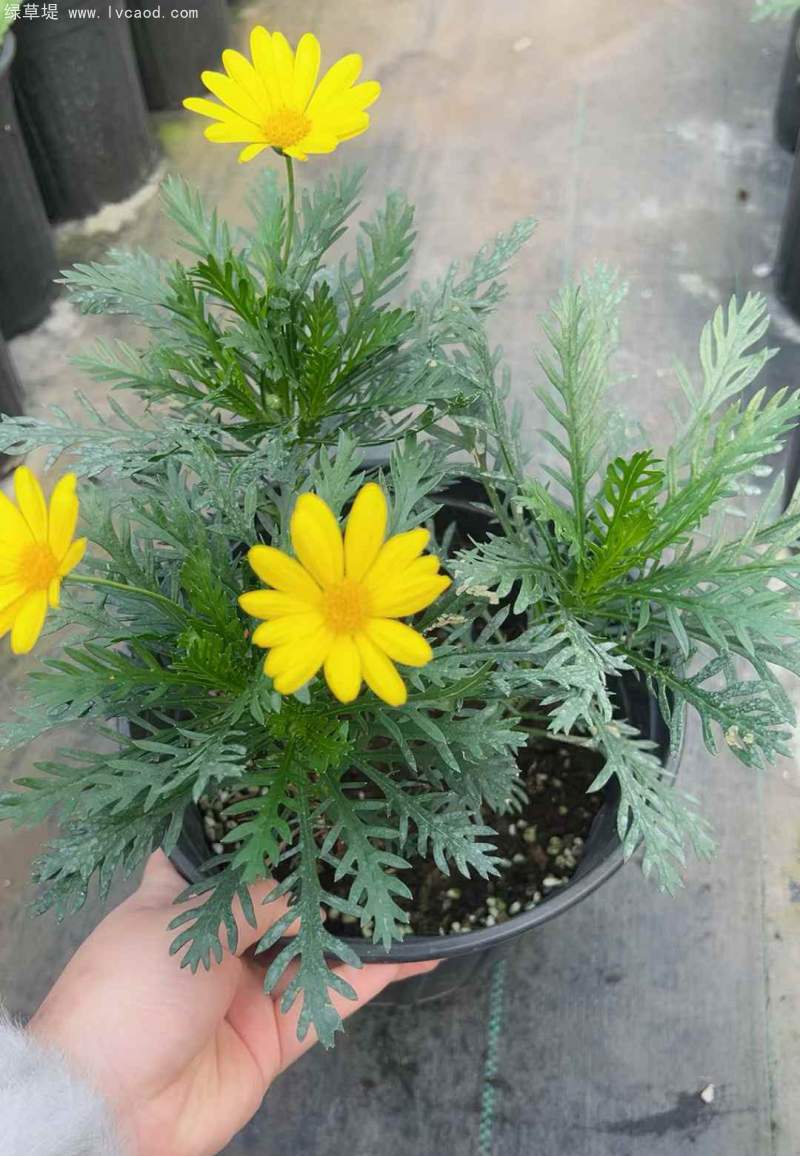 黃金菊盆栽杯苗