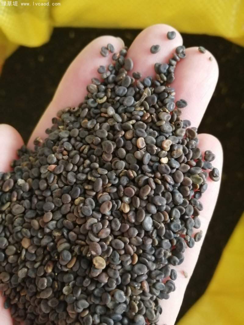 黃芪種子 黃芪種子