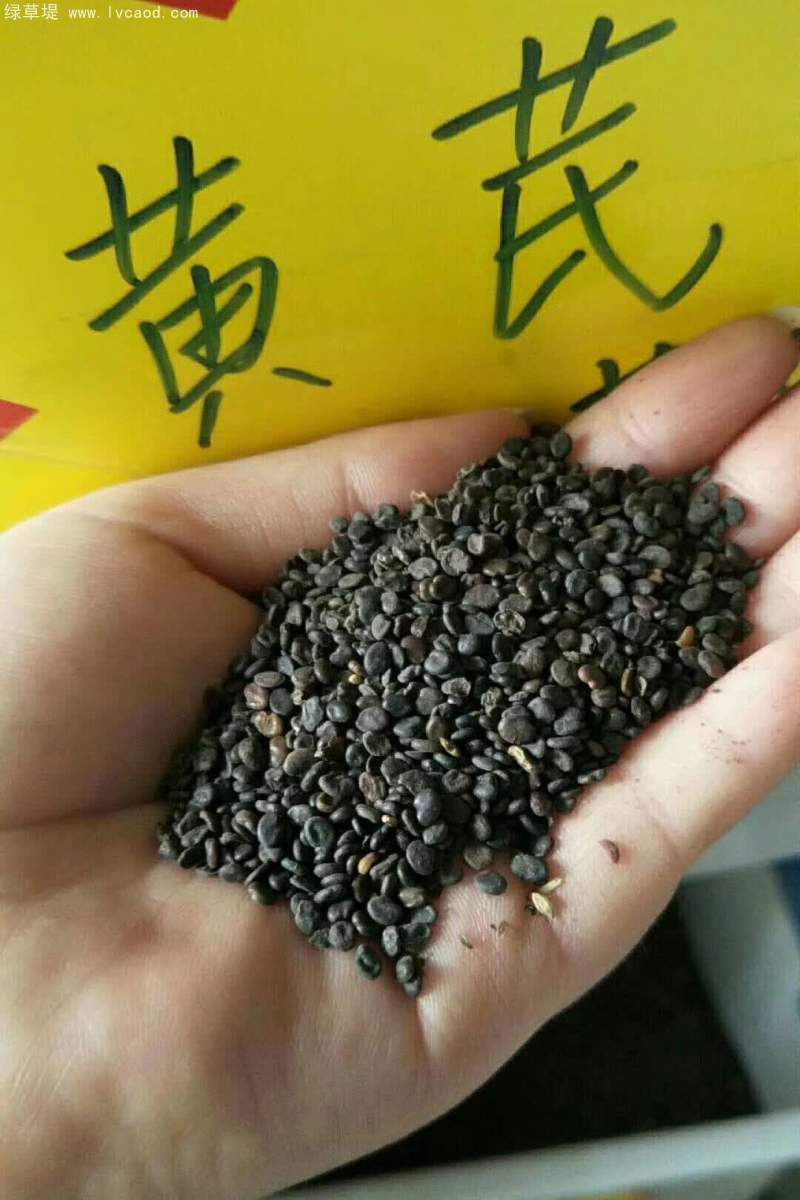 黃芪種子 黃芪種子