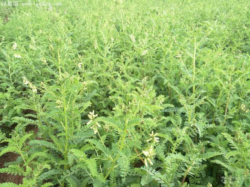 黃芪全株植物植株 黃芪全株植物植株