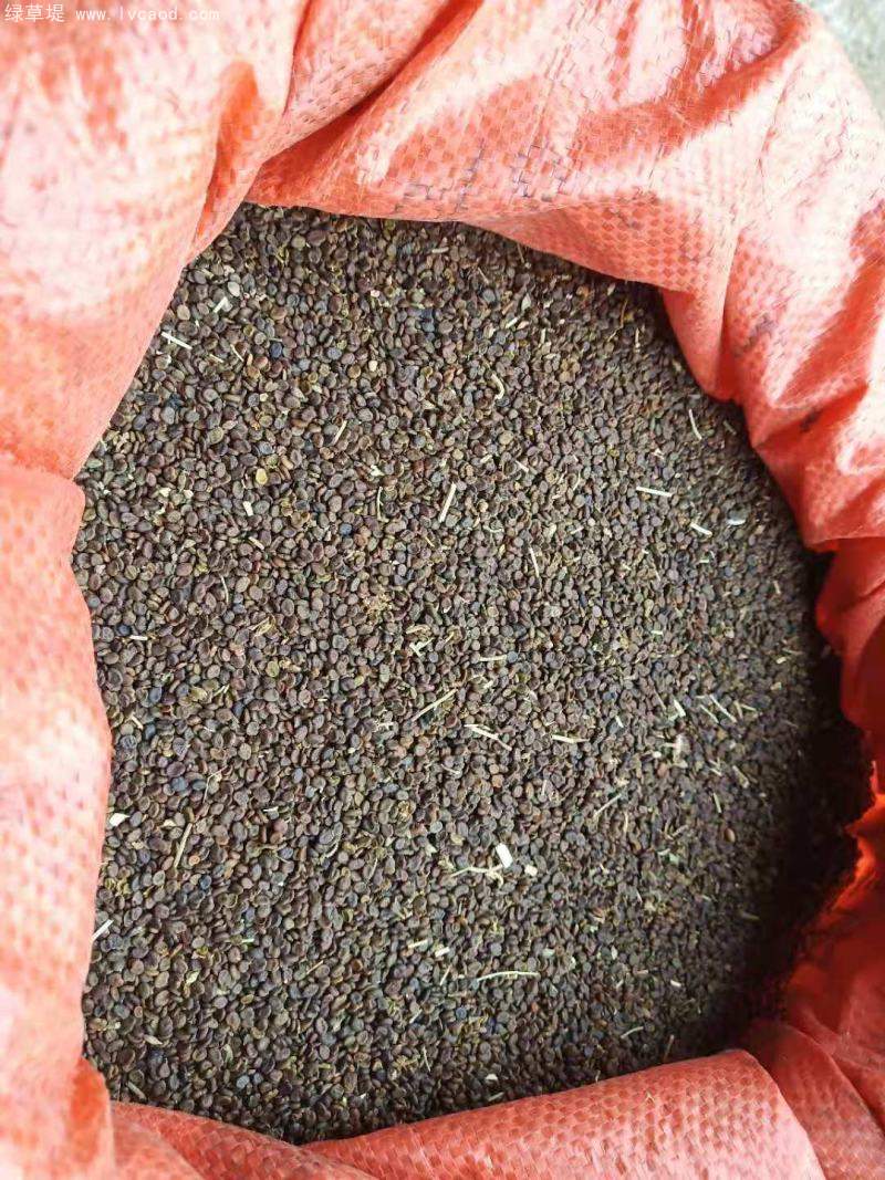 黃芪種子 黃芪種子