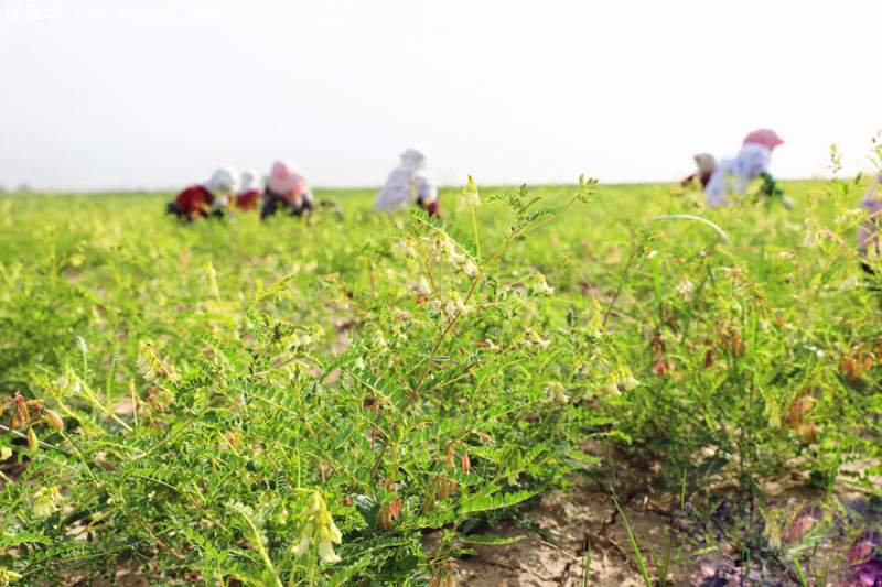 黃芪藥材種植基地 黃芪藥材種植基地