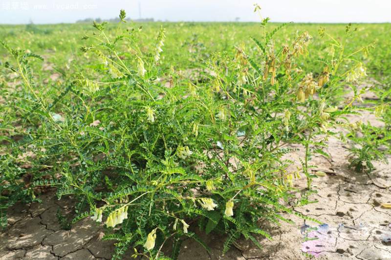黃芪全株植物植株 黃芪全株植物植株