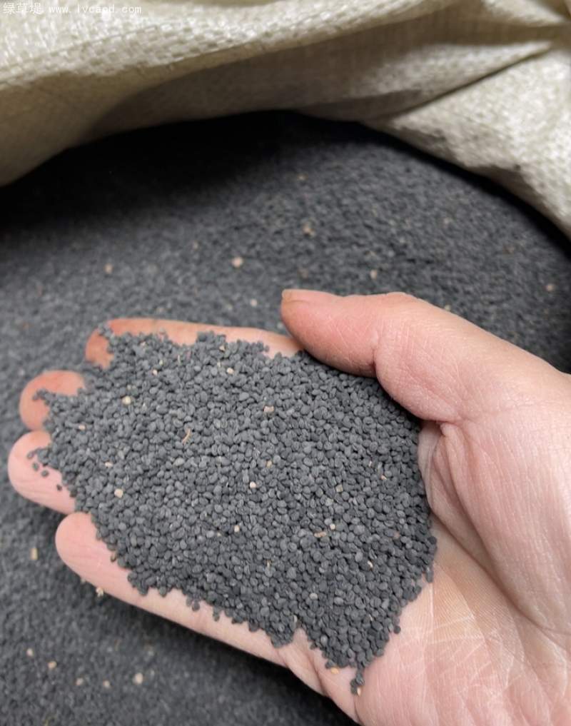 黃芩種子 黃芩種子