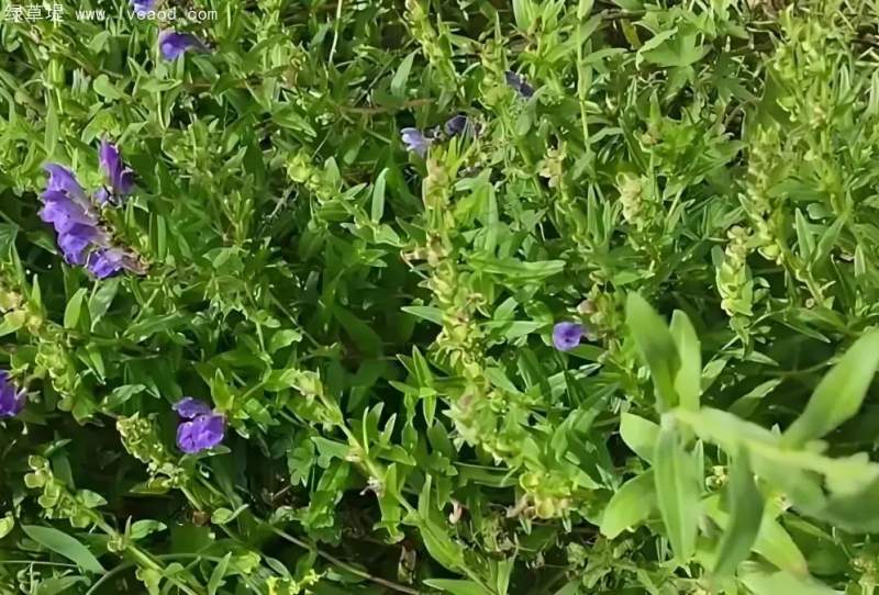 黃芩花朵葉子 黃芩花朵葉子