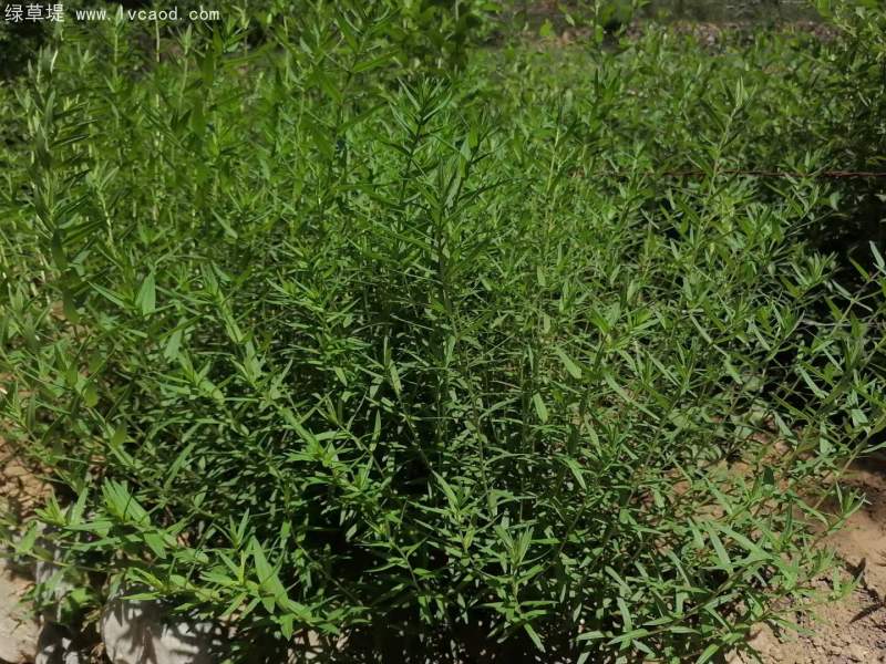 黃芩葉子 黃芩葉子