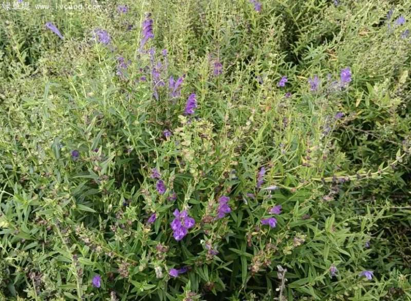 黃芩花朵葉子 黃芩花朵葉子
