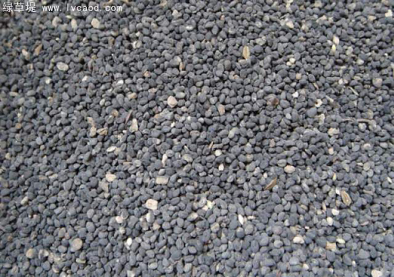 黃芩種子 黃芩種子