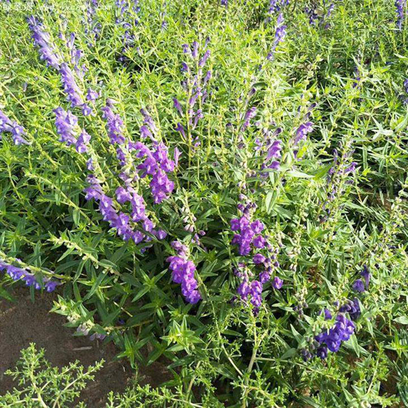 黃芩花朵葉子 黃芩花朵葉子