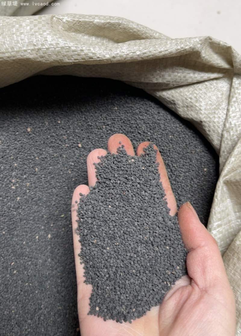 黃芩種子 黃芩種子