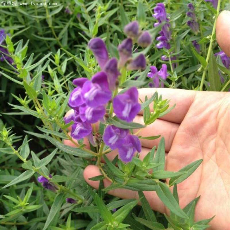 黃芩花朵葉子 黃芩花朵葉子