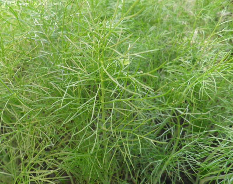 茴香苗植株葉子