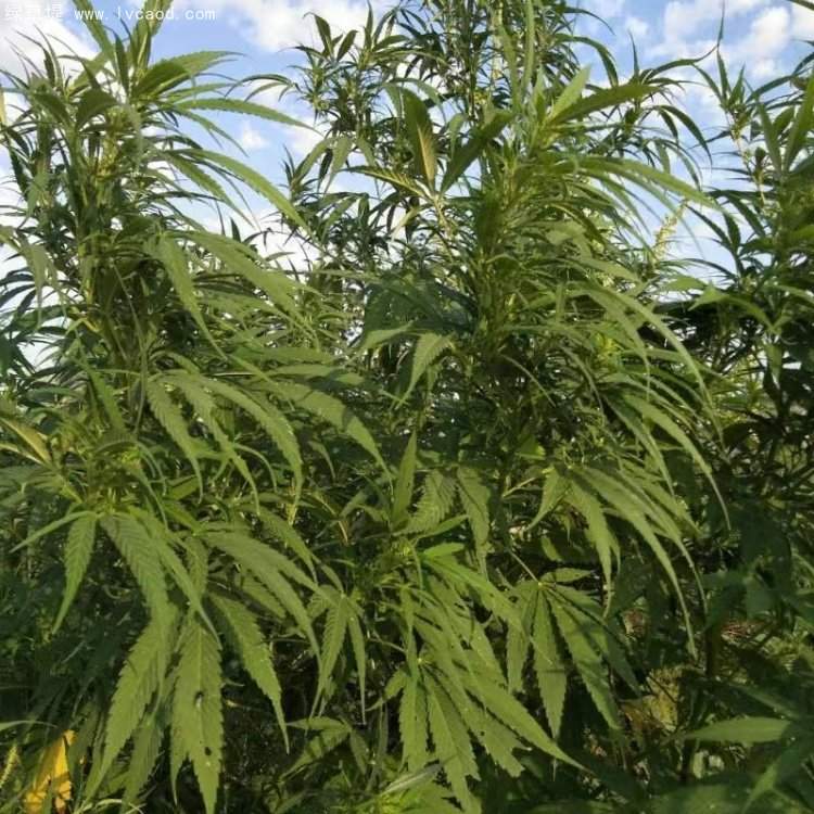 火麻葉子 火麻葉子