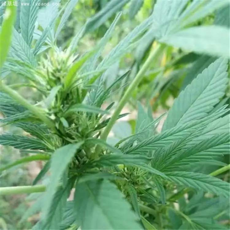 火麻葉子 火麻葉子