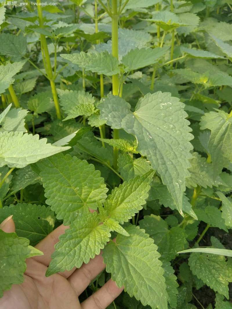 藿香葉子植物植株