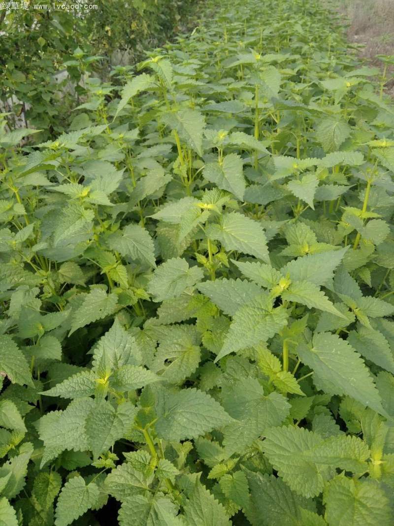 藿香葉子植物植株