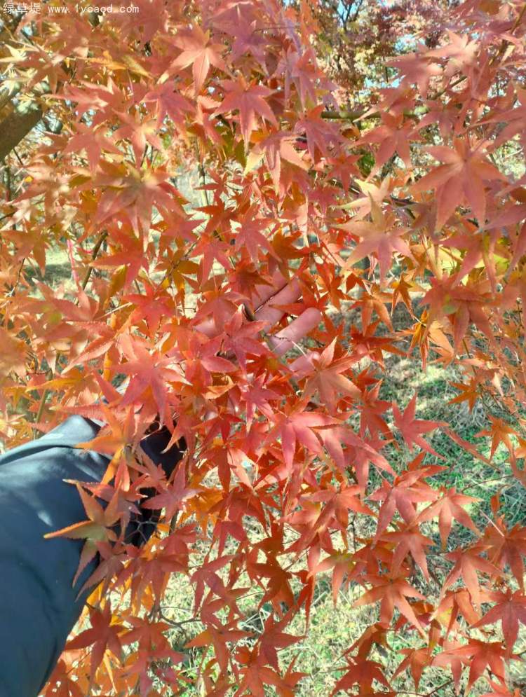 雞爪槭樹(shù)葉秋冬季變色 雞爪槭樹(shù)葉秋冬季變色