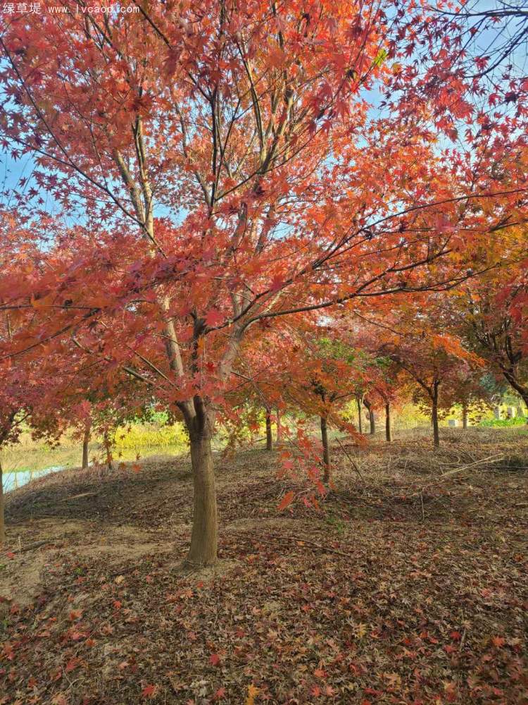 雞爪槭樹(shù)葉秋冬季變色 雞爪槭樹(shù)葉秋冬季變色