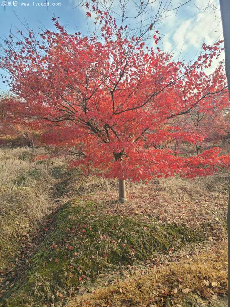 雞爪槭樹葉秋冬季變色