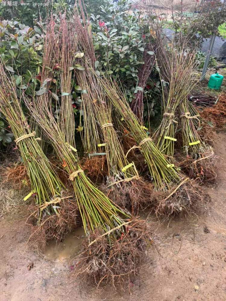 雞爪槭小苗樹(shù)苗 雞爪槭小苗樹(shù)苗