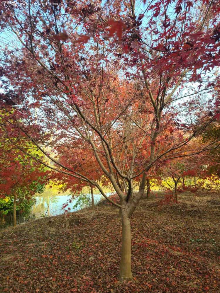雞爪槭樹(shù)葉秋冬季變色 雞爪槭樹(shù)葉秋冬季變色